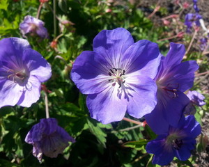Nikko Blue Hydrangea