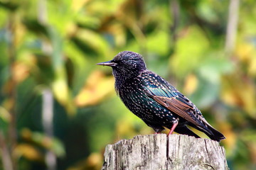 Common Starling sitting on stump
