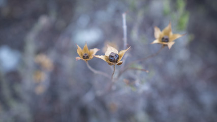 Flowers close-up