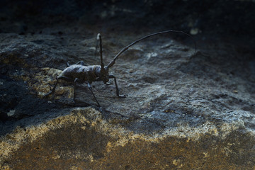 Cerambice della quercia 