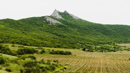 Vineyard in the mountains with a house