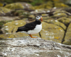 Puffin, Seabird. At annual nesting site on the Farne Islands, Northumberland, England, UK.