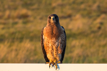Hawk on a Fence