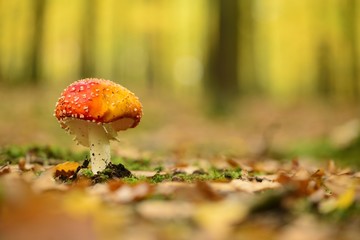 Mushroom, fly agaric, amanita muscaria, autumn forest