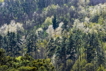 Forest, white flowering trees (cherry-tree), spring