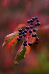 Common dogwood, cornus sanguinea, red leaves, black berries
