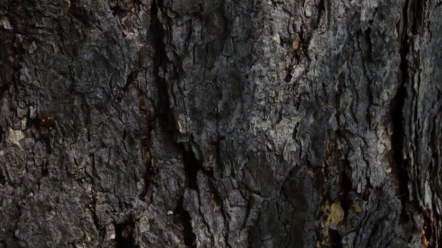 Beautiful texture of conifer tree bark. Camera slowly moving lengthwise the trunk. Vertical panoramic scene from up to down. Closeup view of peaceful nature with light and shadows. 4K
