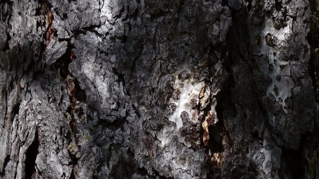 Bark of conifer tree. Camera slowly moving lengthwise the trunk. Closeup view of beautiful nature with light and shadows. 4K
