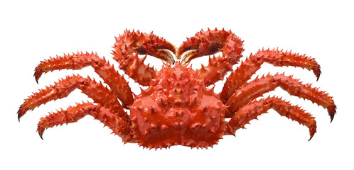 Red brown king crab isolated on white background - obrazy, fototapety, plakaty