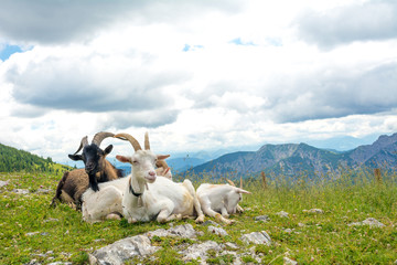 Domesticated goats resting in nature surrounded with mountains, Bavaria, Germany