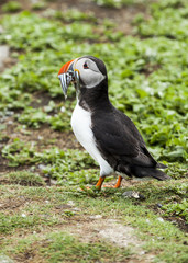 Puffin, Seabird. At annual nesting site on the Farne Islands, Northumberland, England, UK.