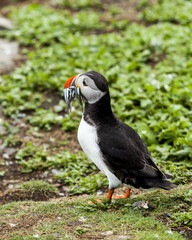 Puffin, Seabird. At annual nesting site on the Farne Islands, Northumberland, England, UK.