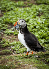 Puffin, Seabird. At annual nesting site on the Farne Islands, Northumberland, England, UK.