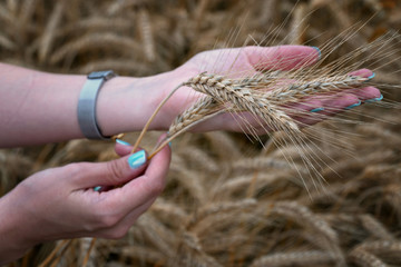 Fototapeta na wymiar The girl is holding wheat ears in her hand