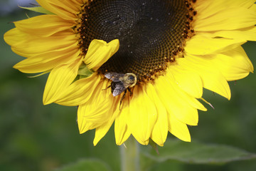 Closeup of Sunflower with bumble bee growing in garden