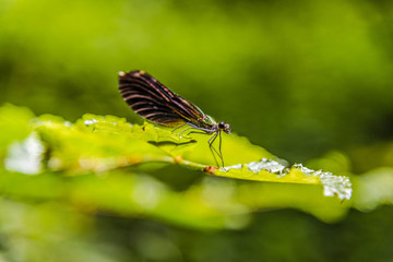 Dragonfly