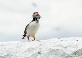 Puffin, Seabird. At annual nesting site on the Farne Islands, Northumberland, England, UK.