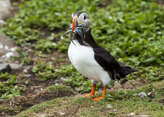 Puffin, Seabird. At annual nesting site on the Farne Islands, Northumberland, England, UK.