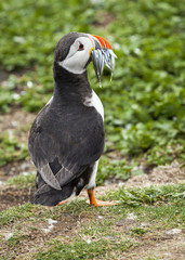Puffin, Seabird. At annual nesting site on the Farne Islands, Northumberland, England, UK.