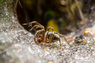 spider in its wet web