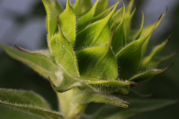 Closeup of sunflower before opening
