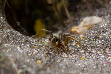 spider in its wet web
