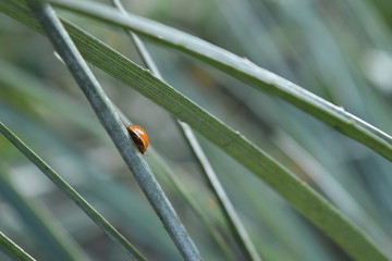 Coccinelle