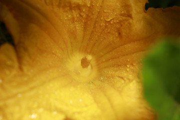 Yellow summer squash bloom in the garden