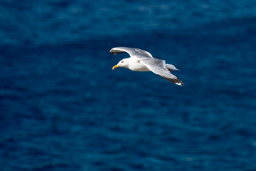 Single Seagull Flying Bird with Open Wings on Clear Blue Sea