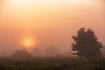 Fototapeta na wymiar Summer misty meadow sunrise