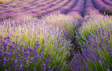 Naklejka na ściany i meble Blooming lavender fields in Little Poland