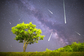 Green tree Milky way night sky falling stars