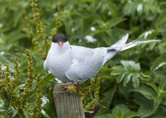 Arctic Tern. Sea bird at annual nest site on the Farne Islands off the coast of Northumberland, England, UK.