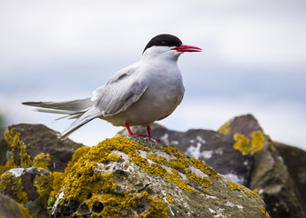 Naklejka premium Arctic Tern. Sea bird at annual nest site on the Farne Islands off the coast of Northumberland, England, UK.