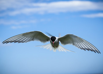 Arctic Tern in flight. Sea bird at annual nest site on the Farne Islands off the coast of Northumberland, England, UK.