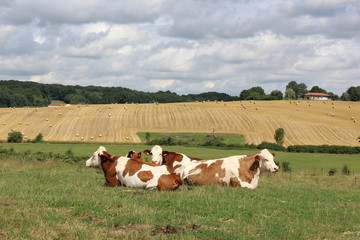 les vaches dans le paysage