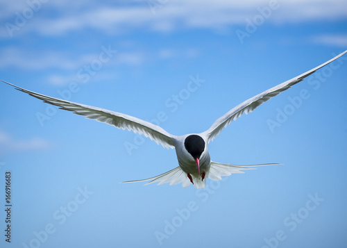 Arctic Tern In Flight Sea Bird At Annual Nest Site On The