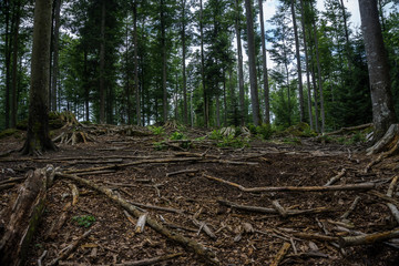 Bayrischer Wald mit vielen hohen Bäumen