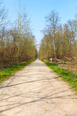 Wald Weg