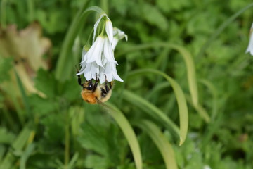 Wild bee in flower