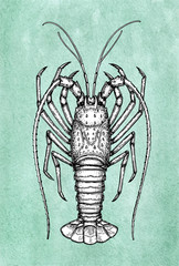 Ink sketch of spiny lobster.