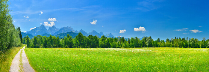 Summer meadow panorama