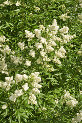 Background of a white blooming bush privet.