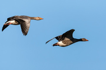 Fototapeta premium Graugans