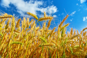 Obraz premium Wheat
