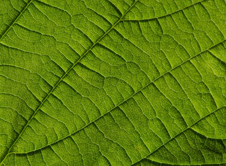Fototapeta na wymiar Makroaufnahme von einem grünen Blatt mit Blattstruktur
