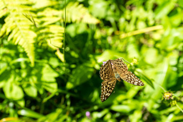 brown butterfly on purple flower