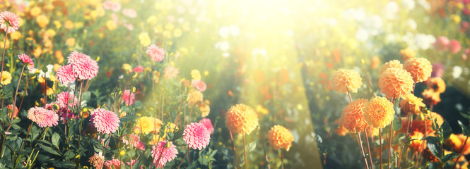 Obraz na płótnie Canvas Wunderschöne Blumen im Sommer