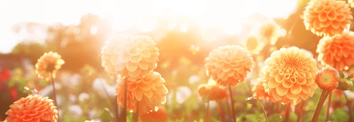 Abwaschbare Fototapete Dahlie Wunderschöne Blumen im Sommer