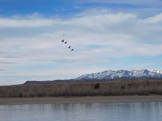 Geese in Flight